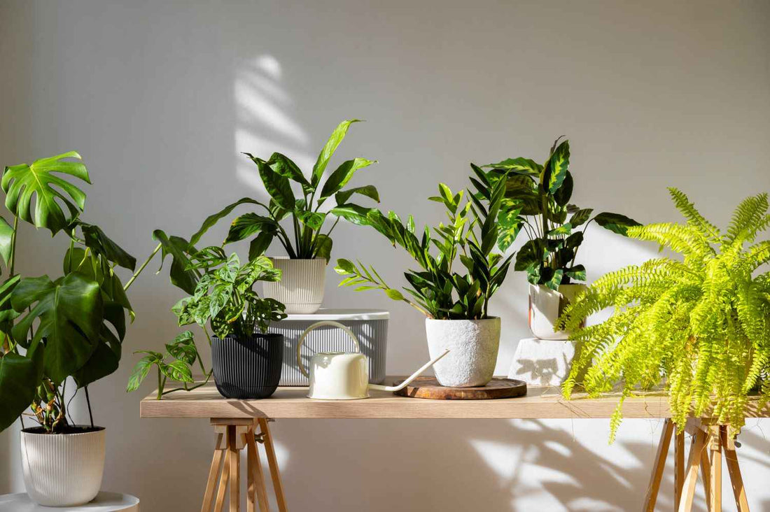 6 Plantas para ter em Apartamento que melhoram o Bem-Estar